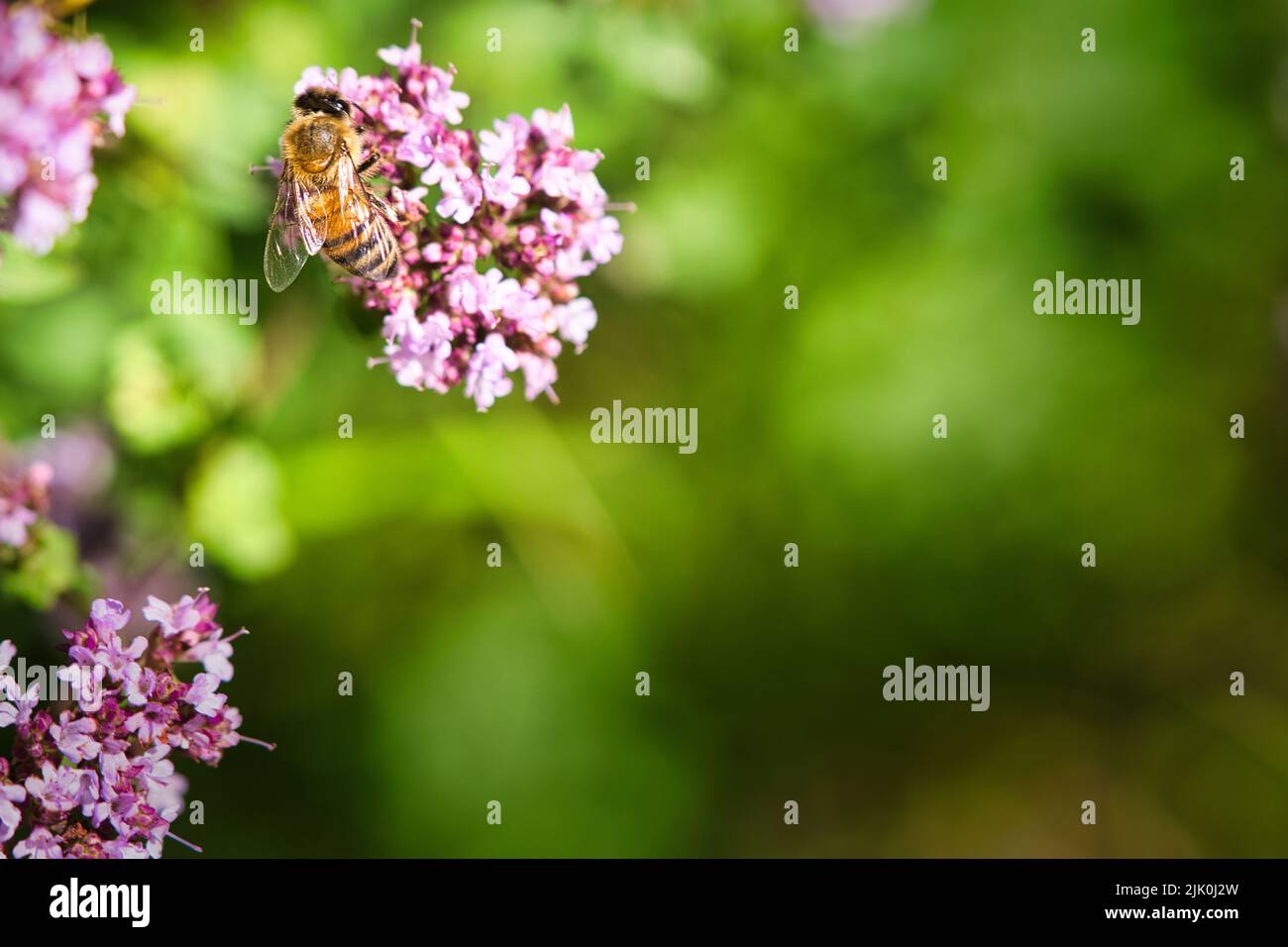 Honigbiene sammelt Nektar auf einer Blume des Blütenschmetterlingsbusches. Fleißige Insekten aus der Natur. Von Bienen ernten wir den Honig. Tierfoto aus dem Natu Stockfoto