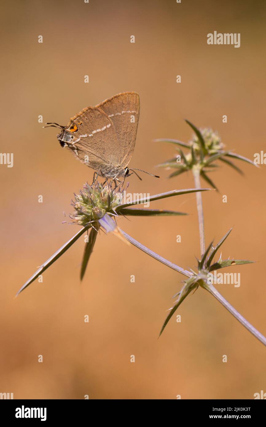 Blauer Fleckhairstreak (Satyrium spini) Schmetterling. Dieser Schmetterling wird in den meisten südlichen und mittleren Europa gefunden, fotografiert im Mai in Israel Stockfoto