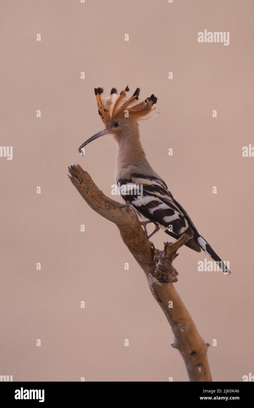 Wiedehopf (Upupa epops) mit Beute dieser Vogel kommt in ganz Europa, Asien, Nord- und Subsahara-Afrika und Madagaskar vor. Es wandert in wärmere Tropi Stockfoto