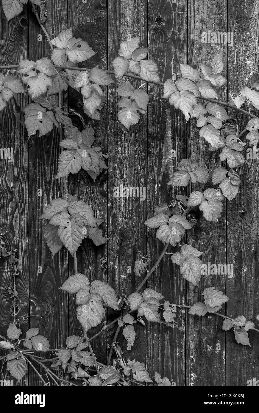 Schwarze und weiße vertikale Herbsttapete - Herbsttayberry-Blätter auf Holzhintergrund, Herbstdetails, Herbstpostkarte Stockfoto