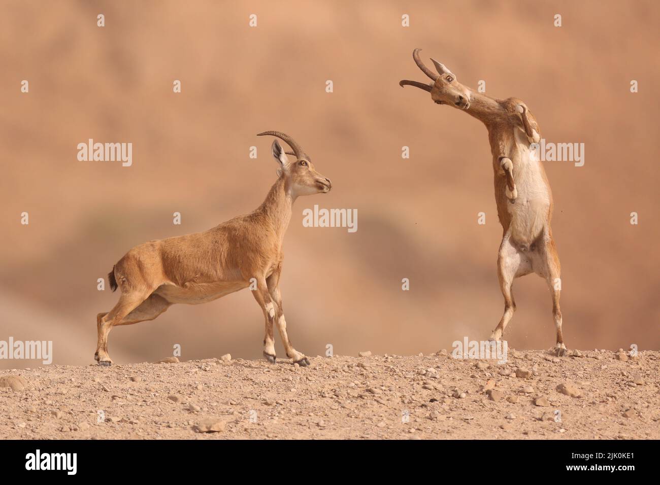 Der juvenile nubische Steinbock (Capra nubiana) ist eine in der Wüste lebende Ziegenart, die in Berggebieten des nördlichen und nordöstlichen Afrikas und in den mittleren EAS vorkommt Stockfoto