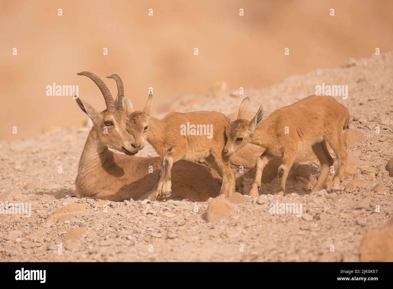 Der juvenile nubische Steinbock (Capra nubiana) ist eine in der Wüste lebende Ziegenart, die in Berggebieten des nördlichen und nordöstlichen Afrikas und in den mittleren EAS vorkommt Stockfoto