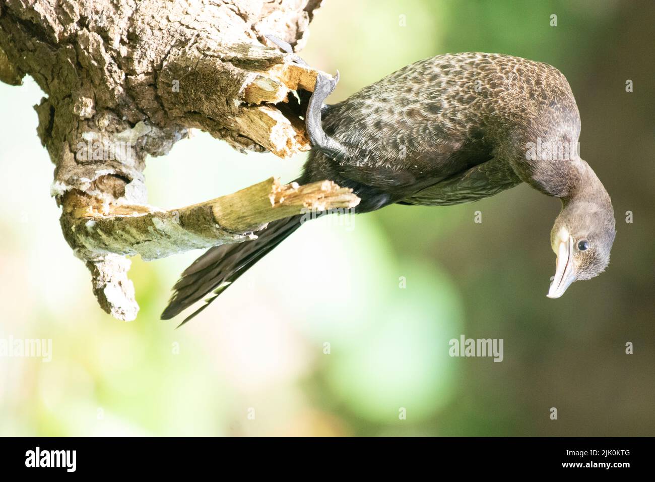 Little Cormorant, Microcarbo niger, Bandhavgarh, Madhya Pradesh, Indien Stockfoto