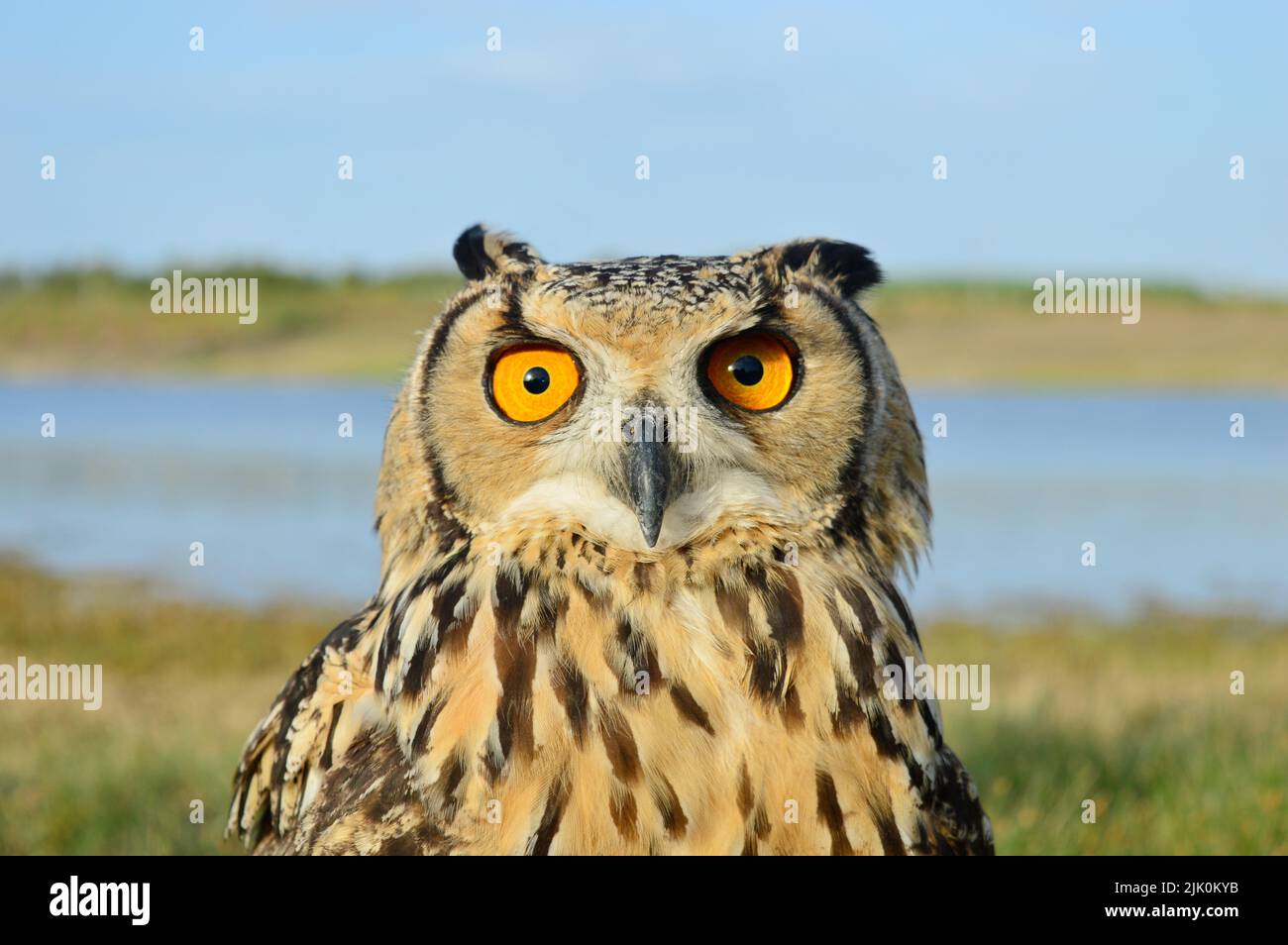Nahaufnahme der indischen eagl-Eule, Bubo bengalensis, Satara, Maharashtra, Indien Stockfoto