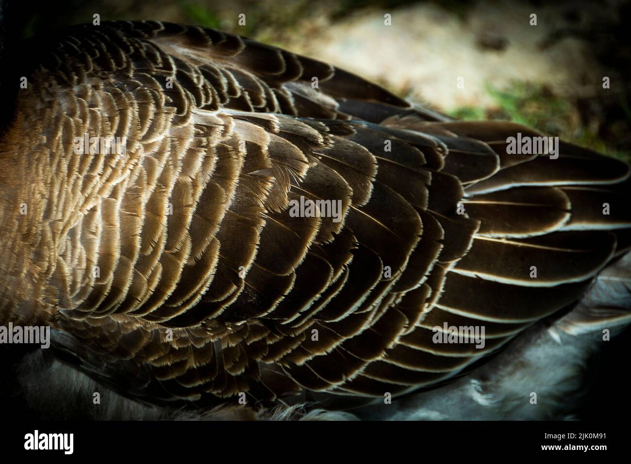 Nahaufnahme eines Vogelkörpers, der mit braunen Federn mit weißen Rändern bedeckt ist Stockfoto