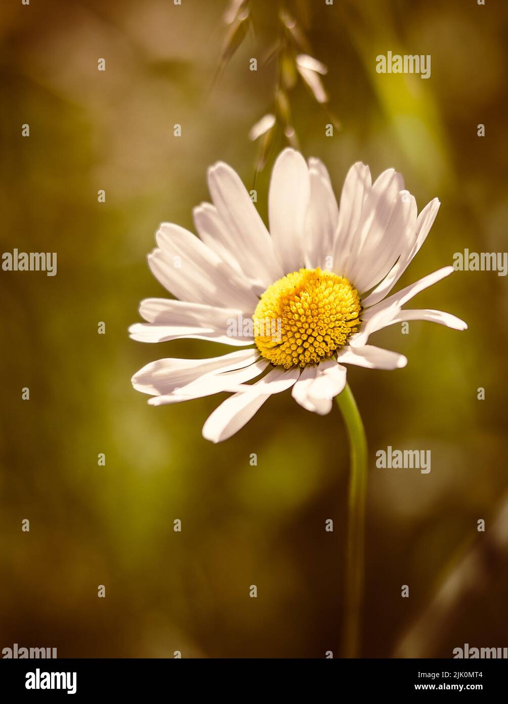 Marguerite daisy Stockfoto