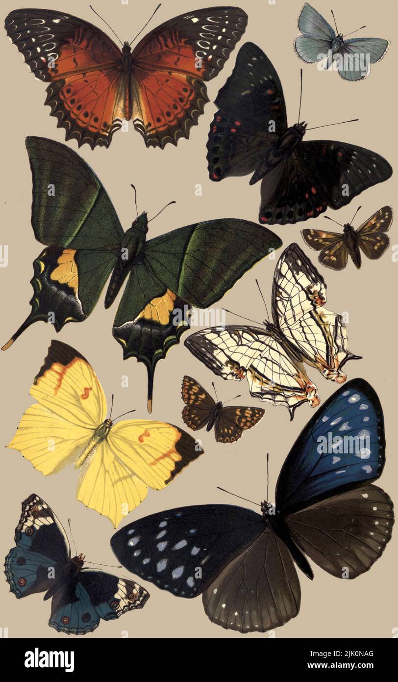 Typische Schmetterlinge aus der königlichen Naturgeschichte HERAUSGEGEBEN VON RICHARD LYDEKKER Band VI 1896 Stockfoto