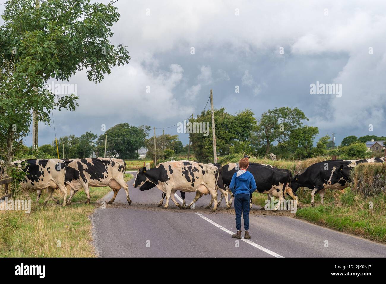 Timoleague, West Cork, Irland. 29.. Juli 2022. Milchbauer DJ Keohane überquert seine Herde Milchkühe über die R600 in der Nähe von Timoleague, nachdem er melkt hatte, wobei einer seiner Söhne, Daniel, mithalf. Die Regierung hat sich gestern Abend auf eine Reduzierung der Emmissionen um 25 % für den Agrarsektor geeinigt. DJ melkt 166 Kühe auf 200 Hektar. Quelle: AG News/Alamy Live News Stockfoto