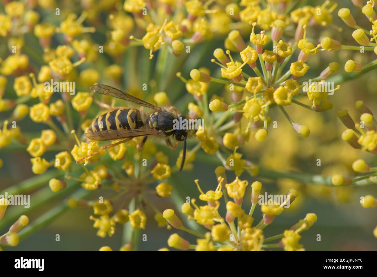 Auf der Dolde eines Gartenkrautes, im Juli, blüht die gelbe Wespe (Vespula vulgaris), bestäubendes Fenchel (Foeniculum vulgaris) Stockfoto
