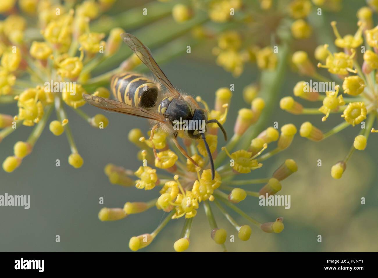 Auf der Dolde eines Gartenkrautes, im Juli, blüht die gelbe Wespe (Vespula vulgaris), bestäubendes Fenchel (Foeniculum vulgaris) Stockfoto