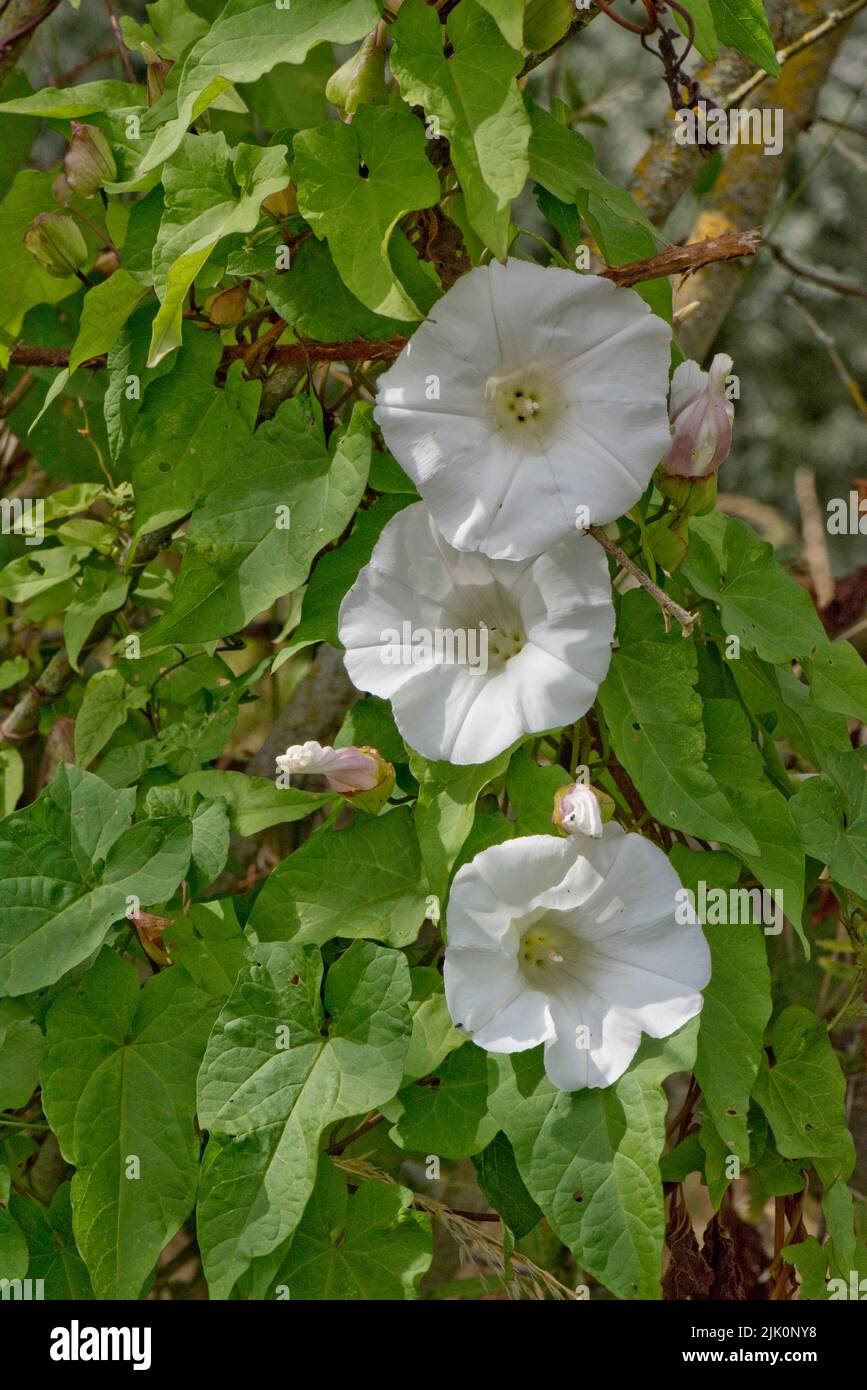 Große oder Heckenbindekraut (Calystegia sepium) weiß trompetenförmig, Blume zwischen Blättern eines kletternden Unkrauts, Berkshire, Juli Stockfoto
