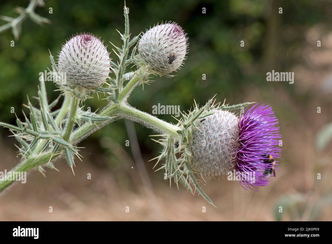 Wolldistel (Cirsium eriophorum) blüht mit purpurnen Scheibenblüten auf einer hohen stacheligen Blattpflanze und ungeöffneten Knospen, Bekshire, Juli. Stockfoto