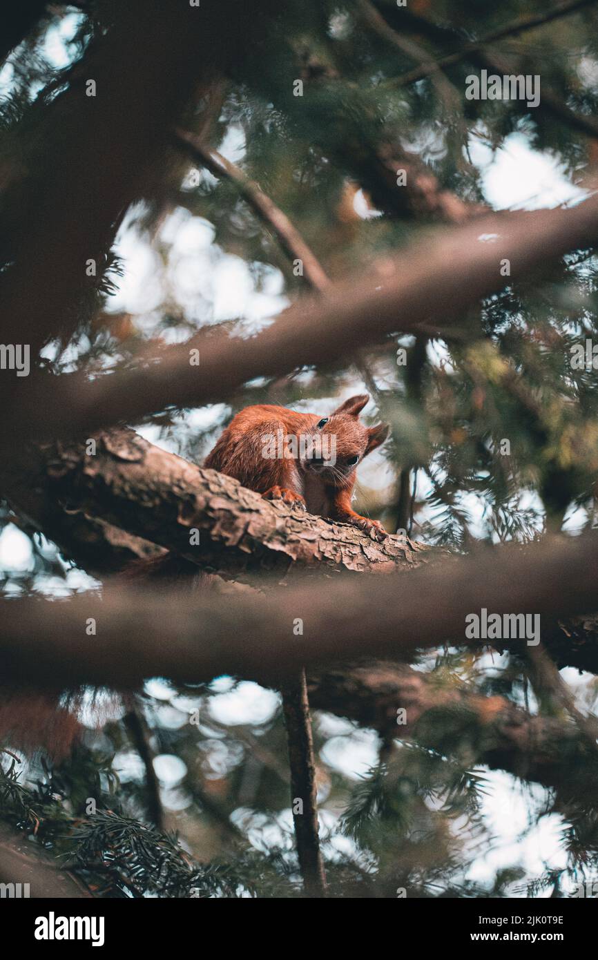 Ein rotes Eichhörnchen auf dem Ast im Wald Stockfoto