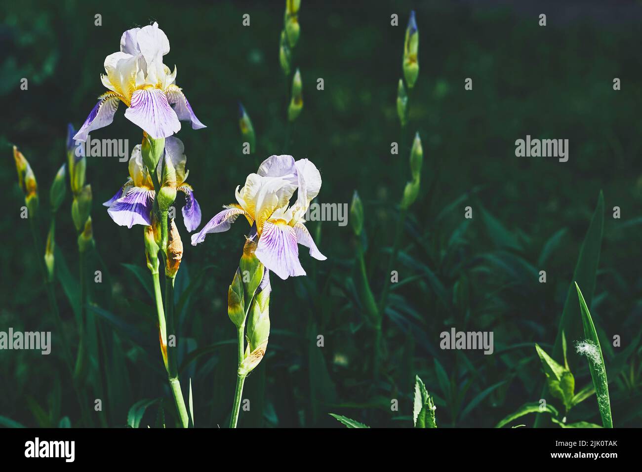 Blauweißer gelber Gladiolus vor grünem Schatten Stockfoto