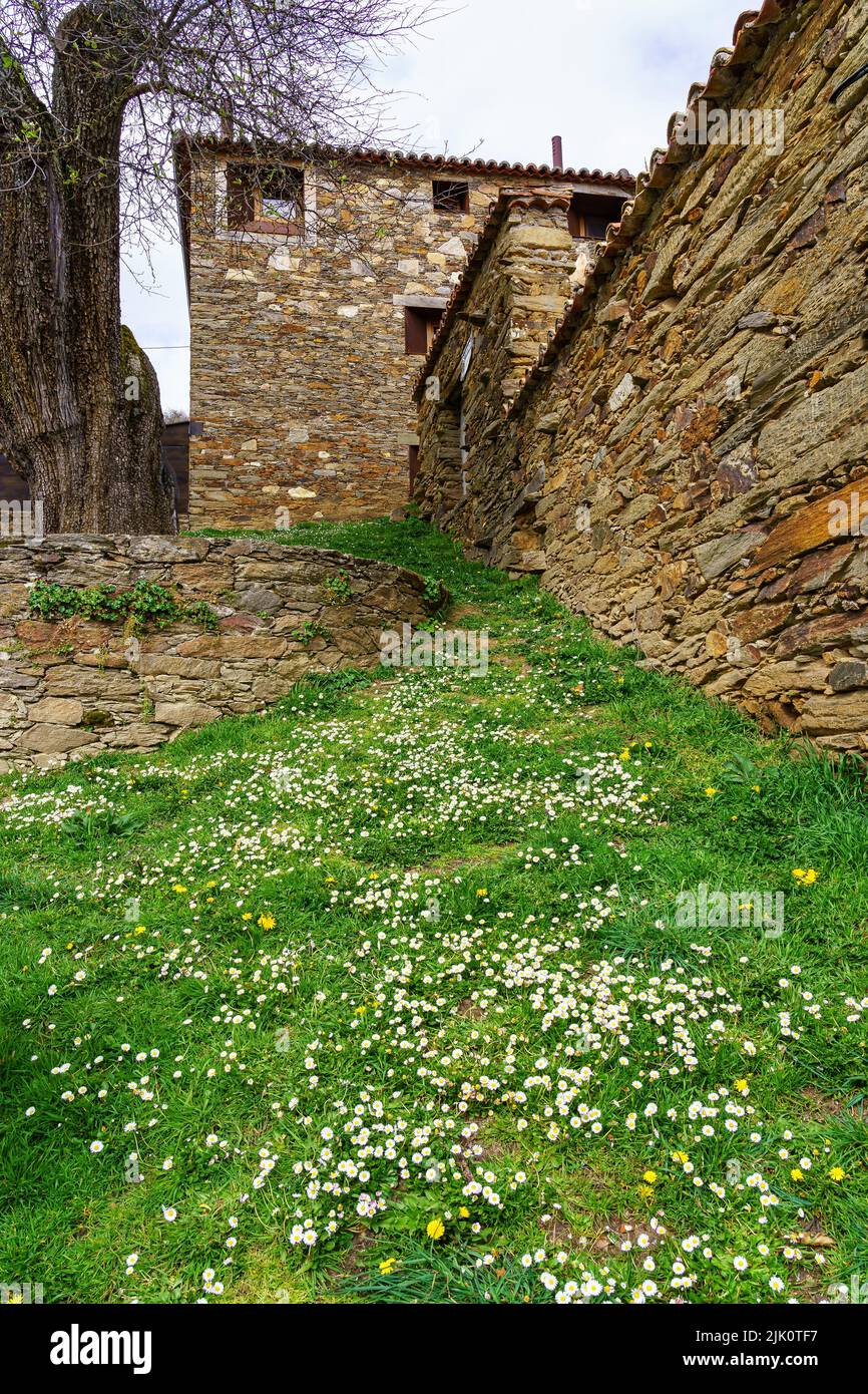 Schöner Garten mit wilden Blumen und Gänseblümchen neben dem alten Steinhaus. La Hiruela Madrid. Spanien. Stockfoto