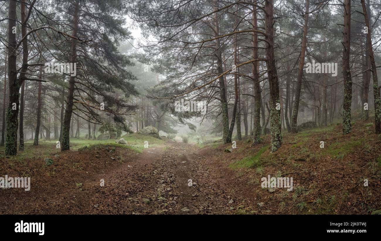 Panorama des verzauberten Waldes mit Steinweg, der zur Waldlichtung führt. Morcuera. Stockfoto