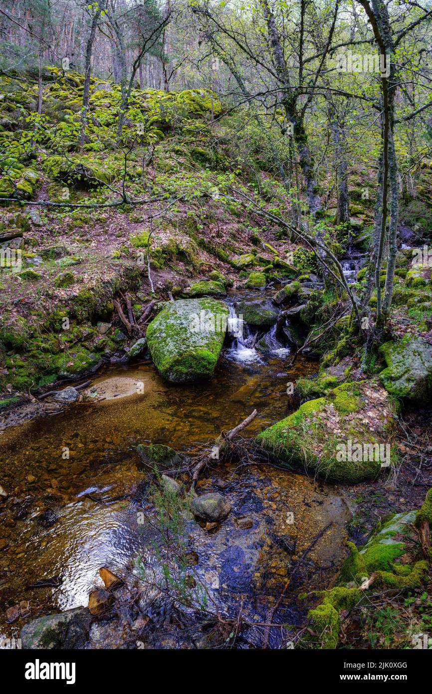 Grüne Frühlingslandschaft mit Wasserbach, der zwischen den Felsen in idyllischer Umgebung fällt. Navacerrada Madrid Spanien. Stockfoto