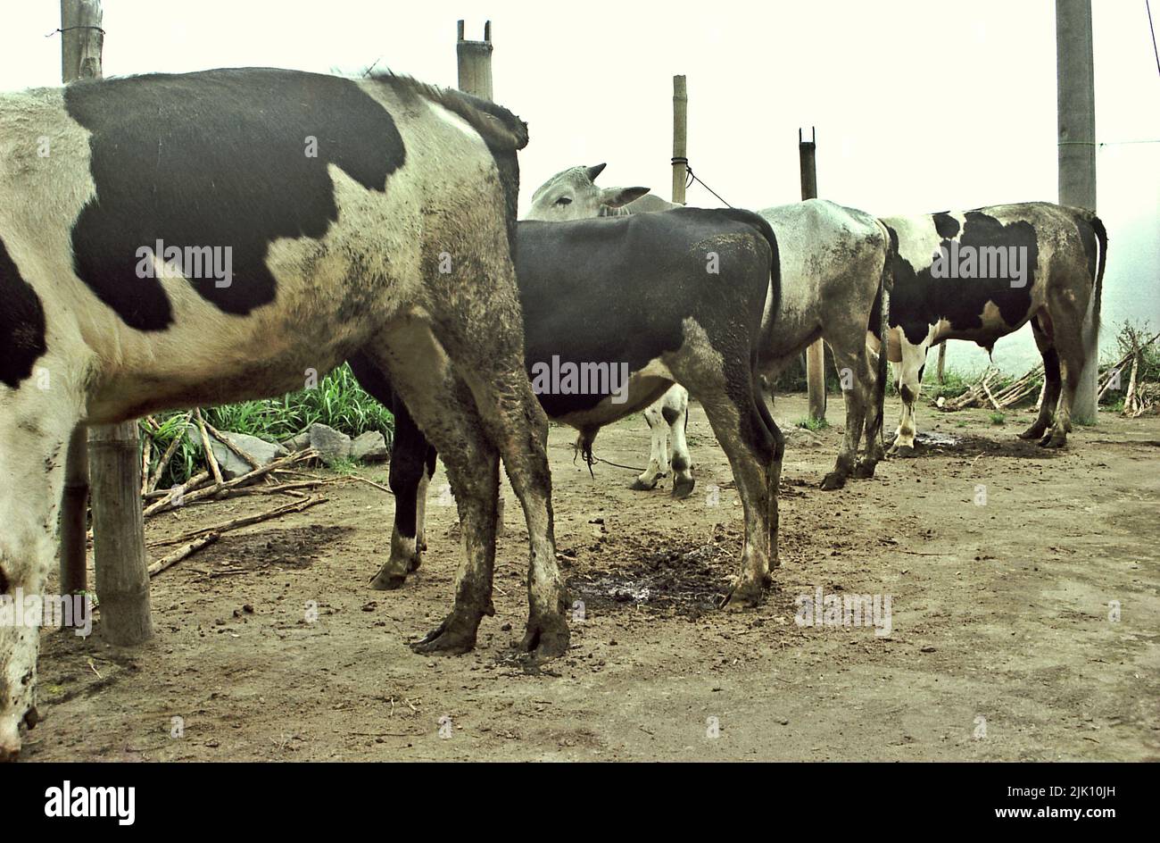 Kühe in Selo, Boyolali, Zentral-Java, Indonesien. Stockfoto