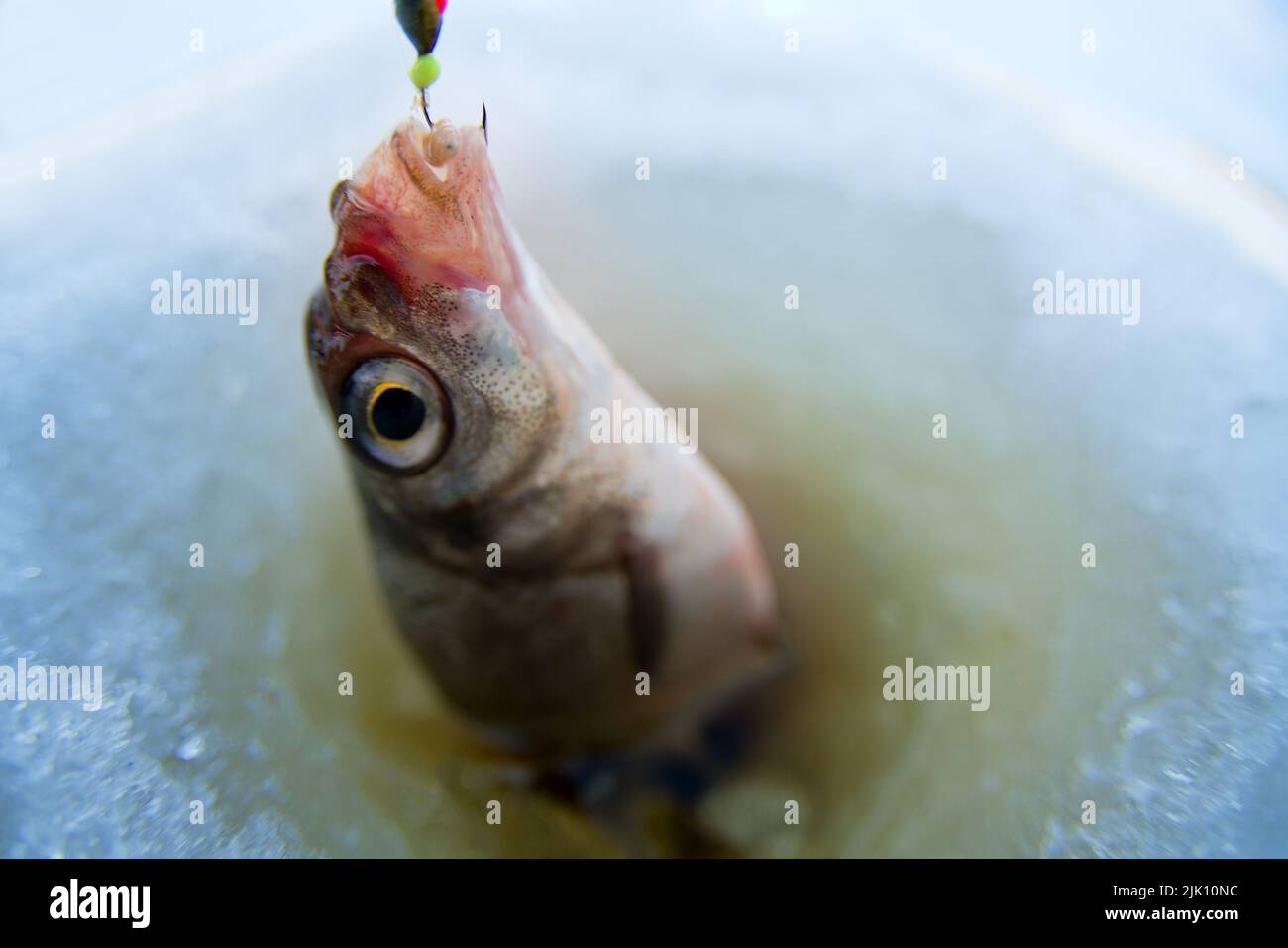 Eisangeln. Ein Bild von Rüsselfischen mit einem Loch und einem Scoot. Es wird eine Fischaugenlinse verwendet Stockfoto