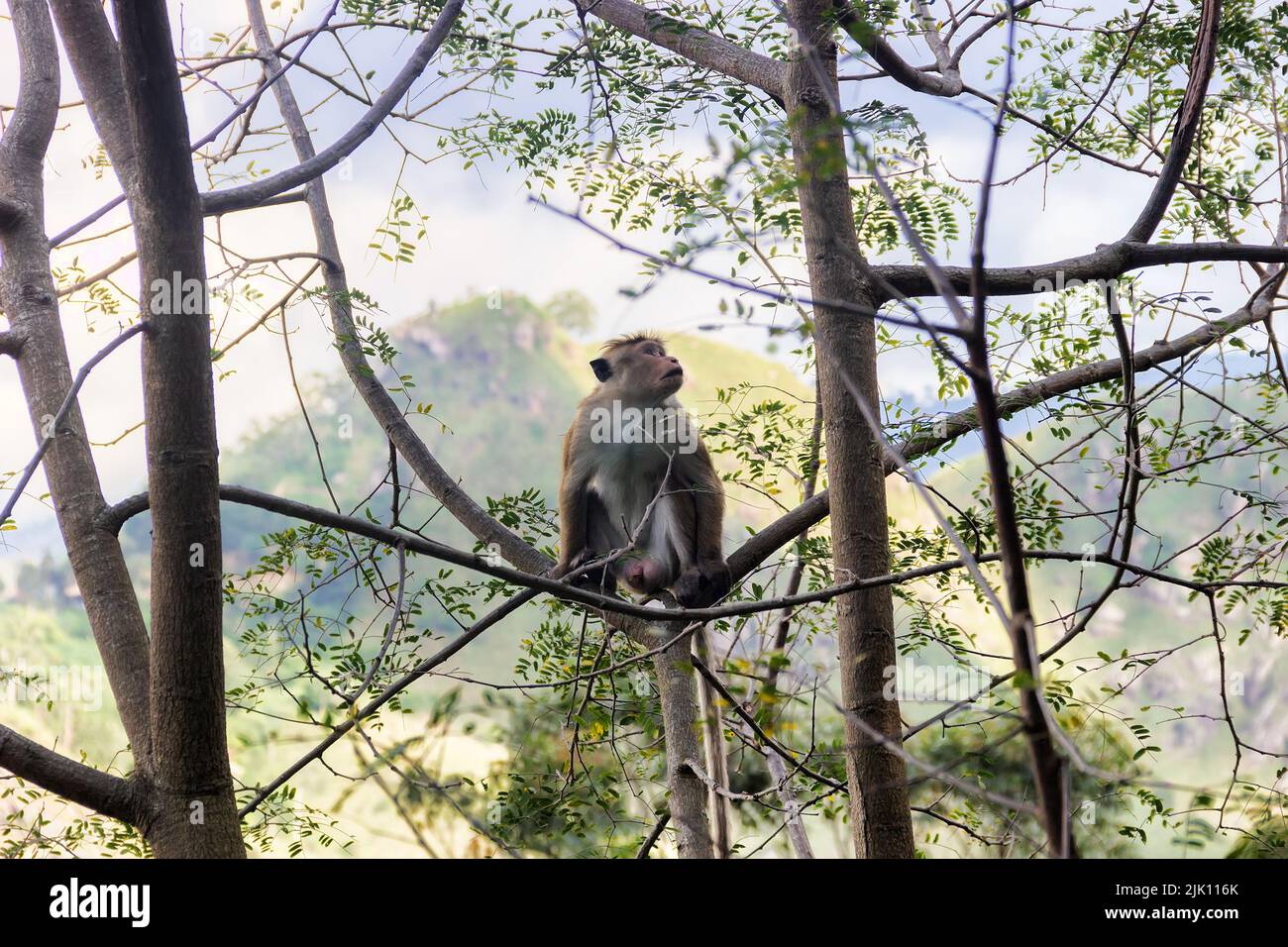 Affe in niedlichen Baumkape auf dem Hintergrund der regenbewaldeten Berge. Endemische Fauna von Sri Lanka. Blassfrontenmakak (Macaca sinica aurifrons) Stockfoto