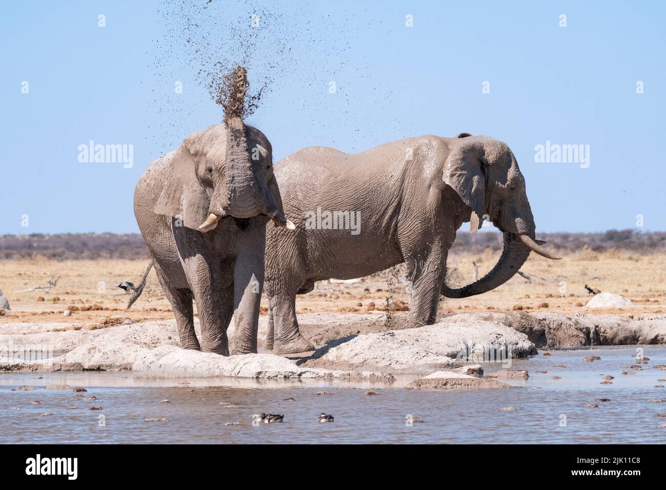 Elefant sprüht Schlamm über seinen Körper an einem Wasserloch. Nxai Pan, Makgadikgadi Salzpfannen, Botswana, Afrika Stockfoto