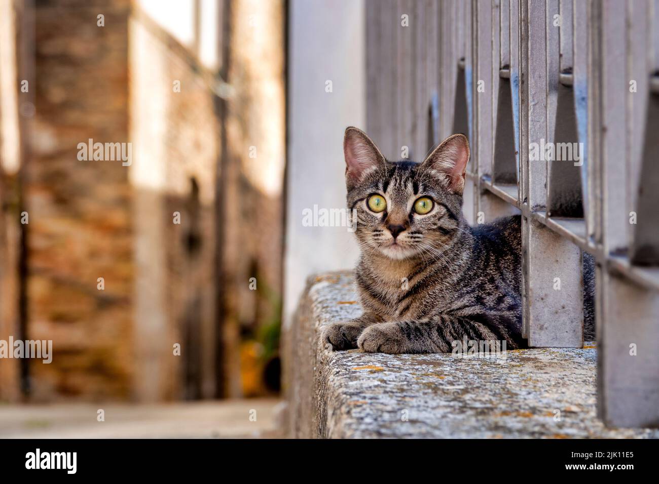 Strat Katzen in den Gassen von Loreto Aprutino, Italien Stockfoto
