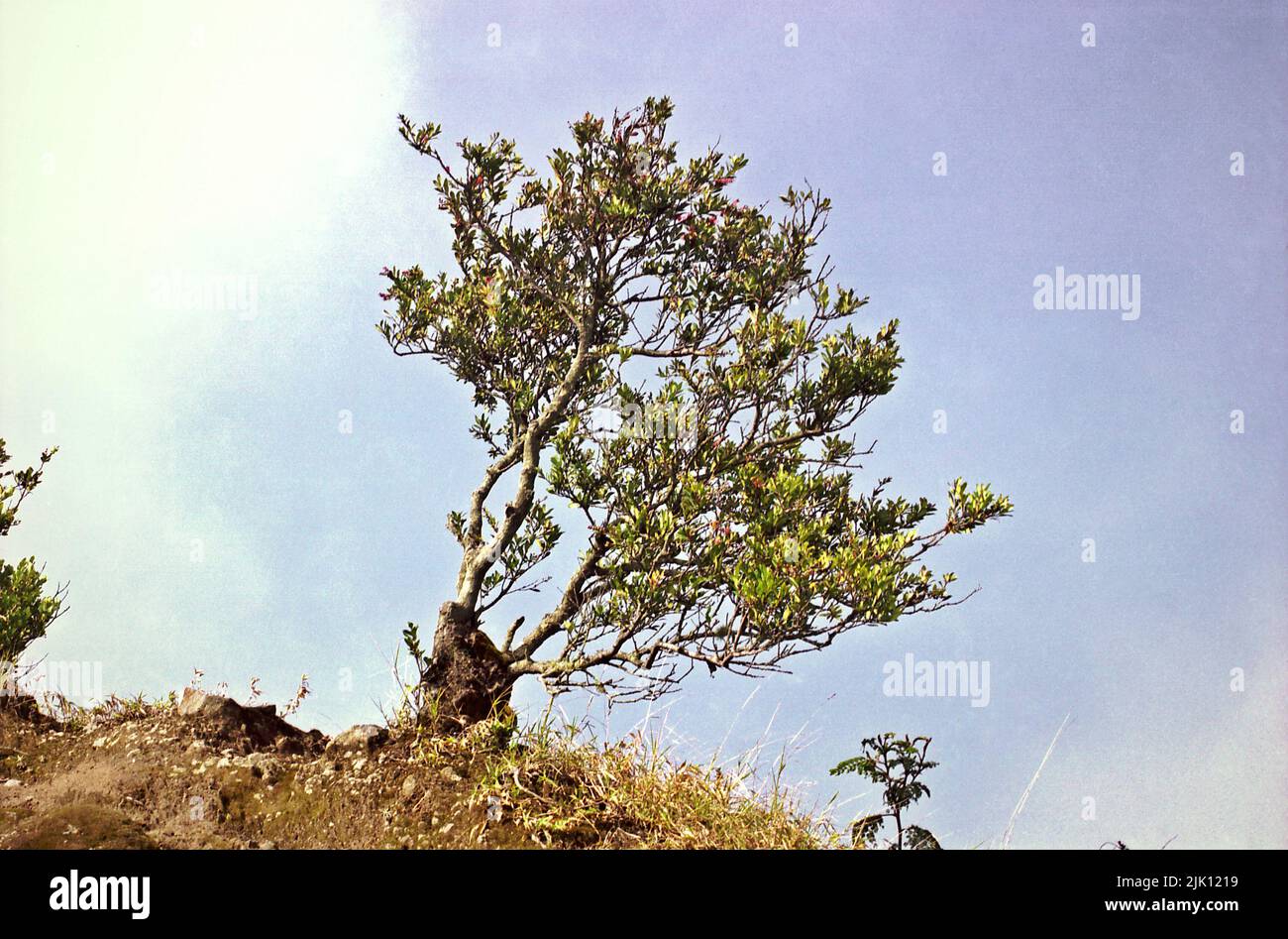 Ein Cantigi-Baum am Hang des Vulkans Mount Merapi in Boyolali, Zentral-Java, Indonesien. Stockfoto