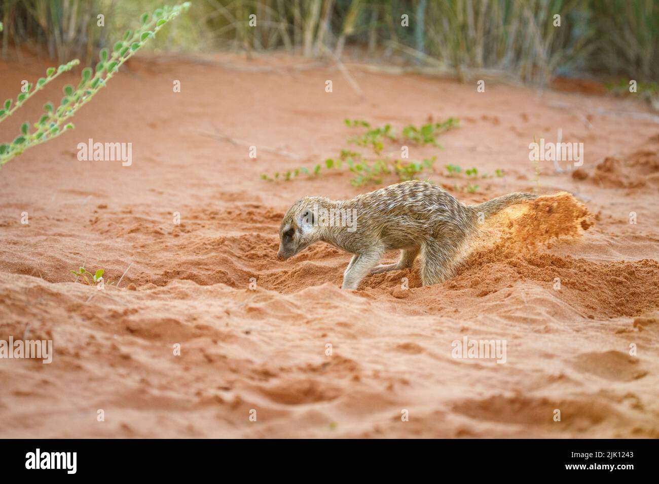 Baby Erdmännchen (Suricata suricatta) graben einen Bau. Kalahari, Transfrontier National Park, Südafrika Stockfoto