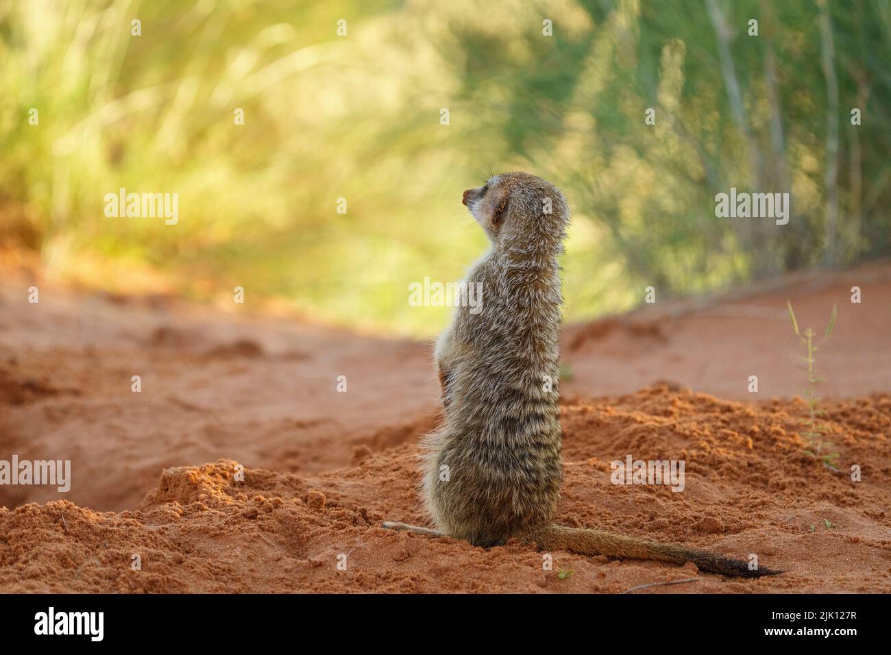 Baby Erdmännchen (Suricata suricatta) steht aufrecht. Kalahari, Transfrontier National Park, Südafrika Stockfoto