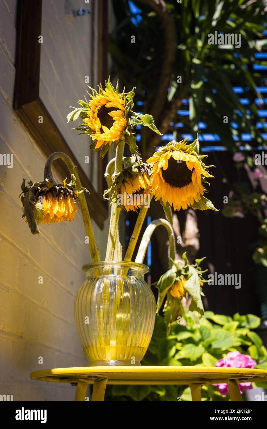Sterbende Sonnenblumen Stockfoto