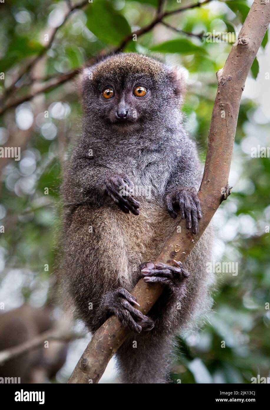 Grauer Bambuslemur, Lemur Island, Madagaskar, Afrika Stockfoto