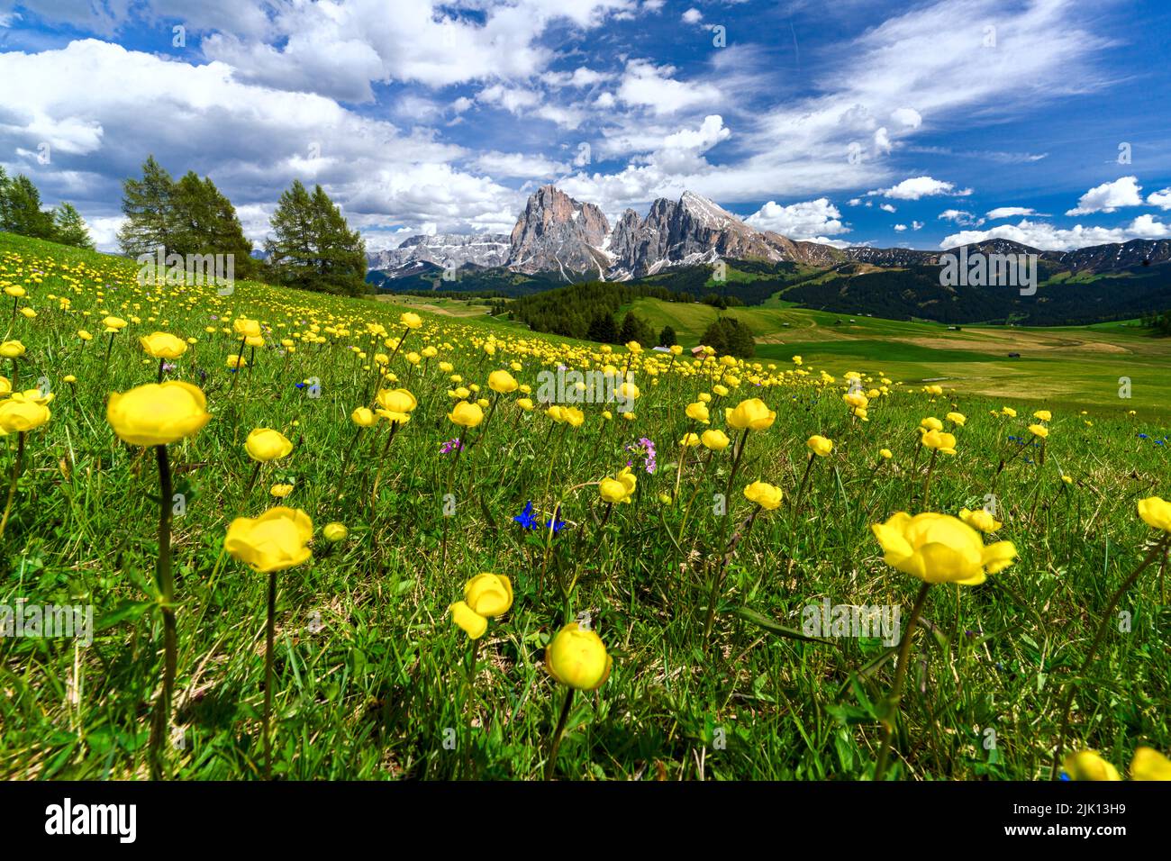 Globeflowers (Trollius) Blumen, Familie Buttercup, blüht in den grünen Wiesen am Fuße des Langkofels und Sassopiatto, Seiser Alm, Dolomiten Stockfoto