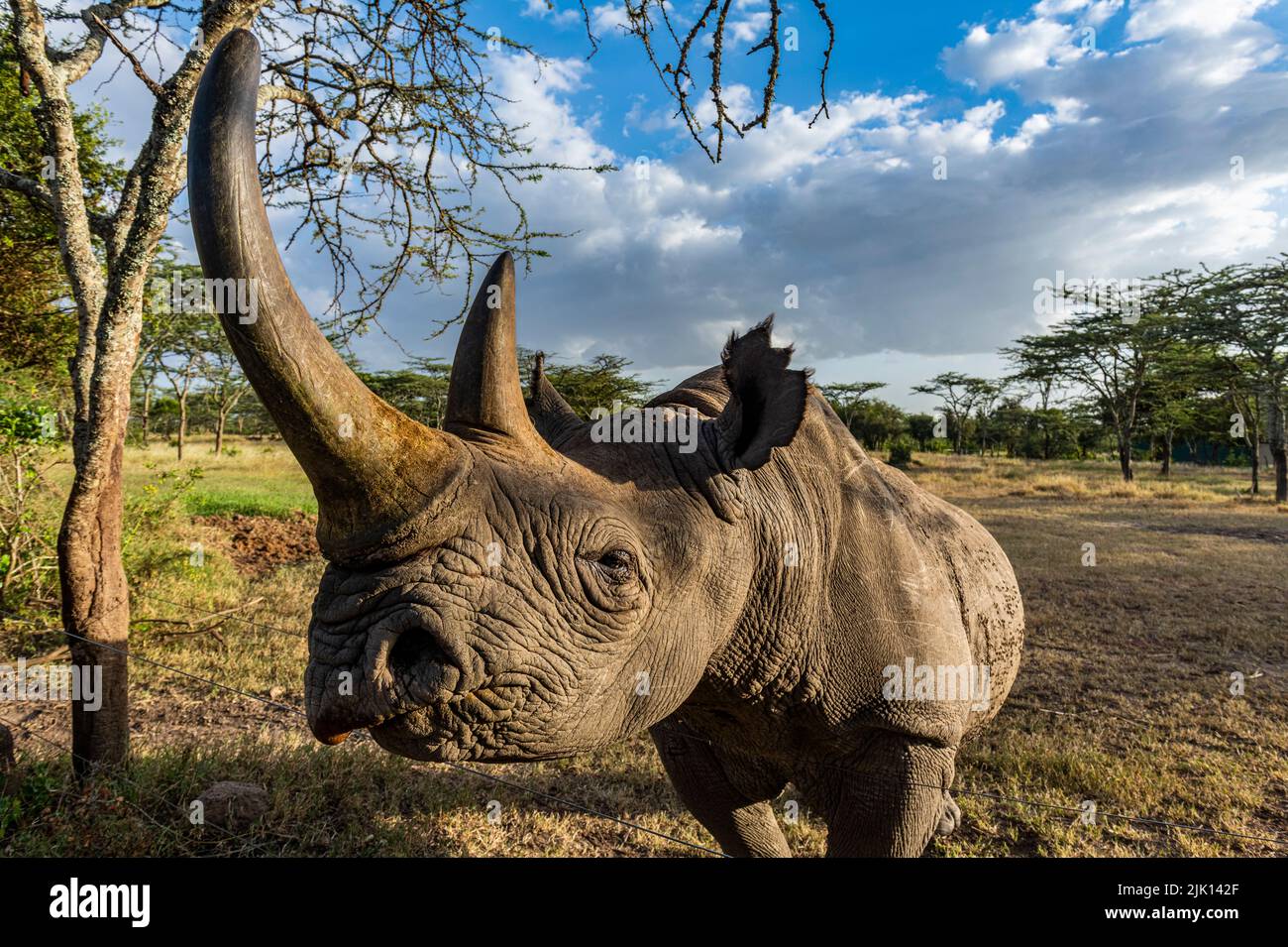 Schwarzes Nashorn (Hakennashorn) (Diceros bicornis), Oi Pejeta Natural Conservancy, Kenia Stockfoto
