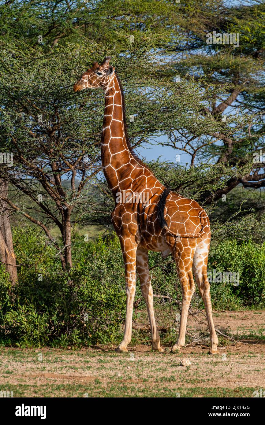 Netzgiraffe (Giraffa camelopardalis reticulata) (Giraffa reticulata), Buffalo Springs National Reserve, Samburu National Park, Kenia Stockfoto