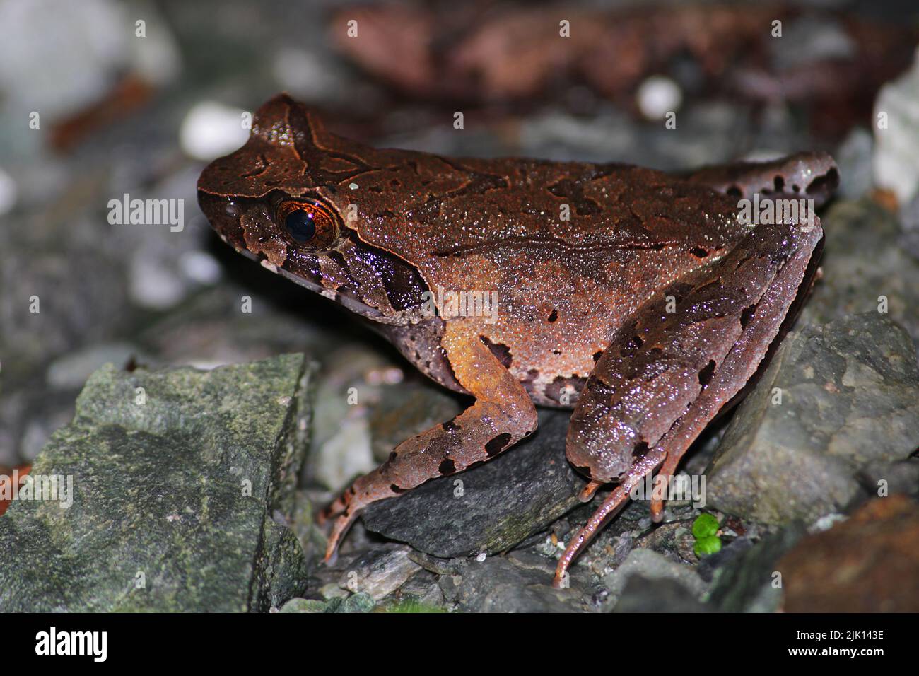 Berghörner Frosch (Megophrys monticola), der auf Felsbrocken des Waldweges sitzt. Stockfoto