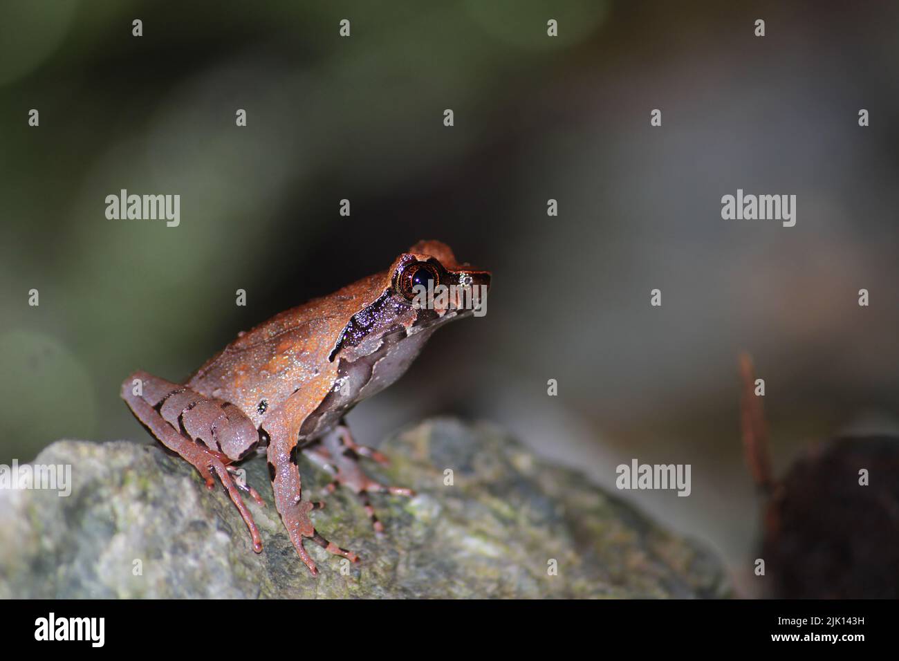 Berghörner Frosch (Megophrys monticola), der auf Felsbrocken des Waldweges sitzt. Stockfoto