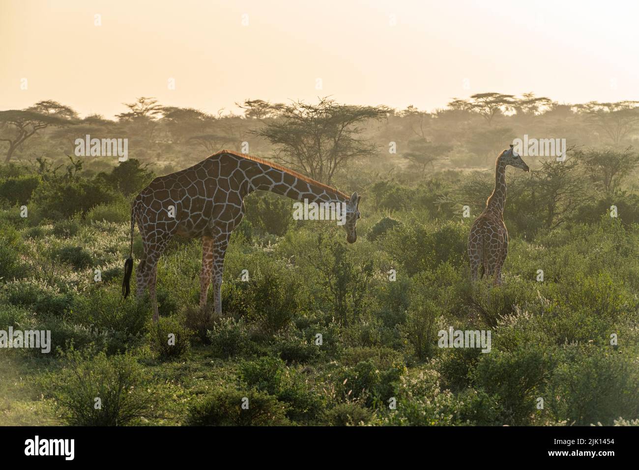Netzgiraffe (Giraffa camelopardalis reticulata) (Giraffa reticulata) im Morgengrauen, Buffalo Springs National Reserve, Samburu National Park, Kenia Stockfoto
