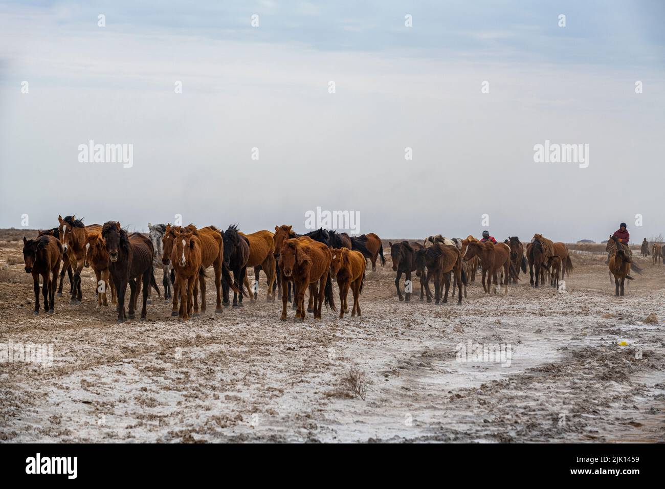 Pferdekarawane in der Nähe von Aralsk, Aralsee, Kasachstan, Zentralasien, Asien Stockfoto