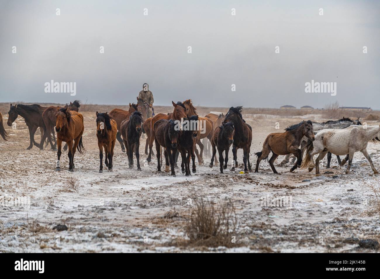 Pferdehüter in der Nähe von Aralsk, Aralsee, Kasachstan, Zentralasien, Asien Stockfoto