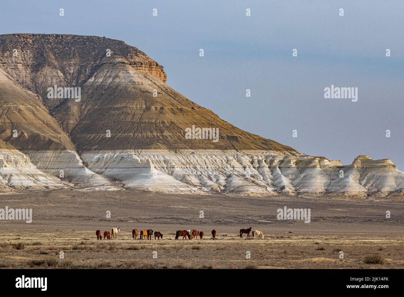 Wildpferde grasen vor Sor Tuzbair, einem Solonchak (Salzmarsch), Mangystau, Kasachstan, Zentralasien, Asien Stockfoto
