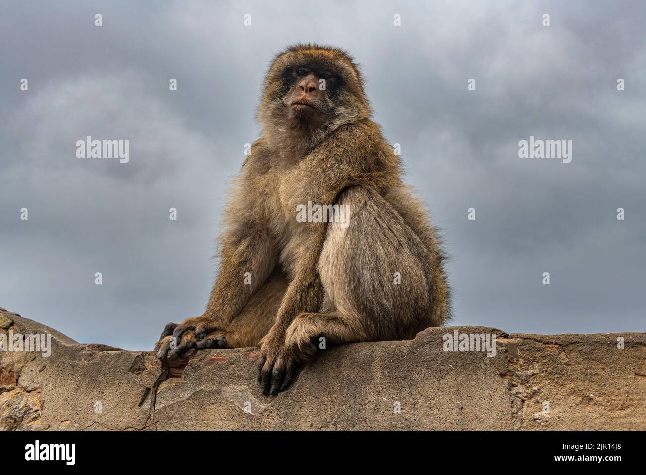 Barbary Macaque, Gibraltar, Britisches Überseegebiet, Europa Stockfoto