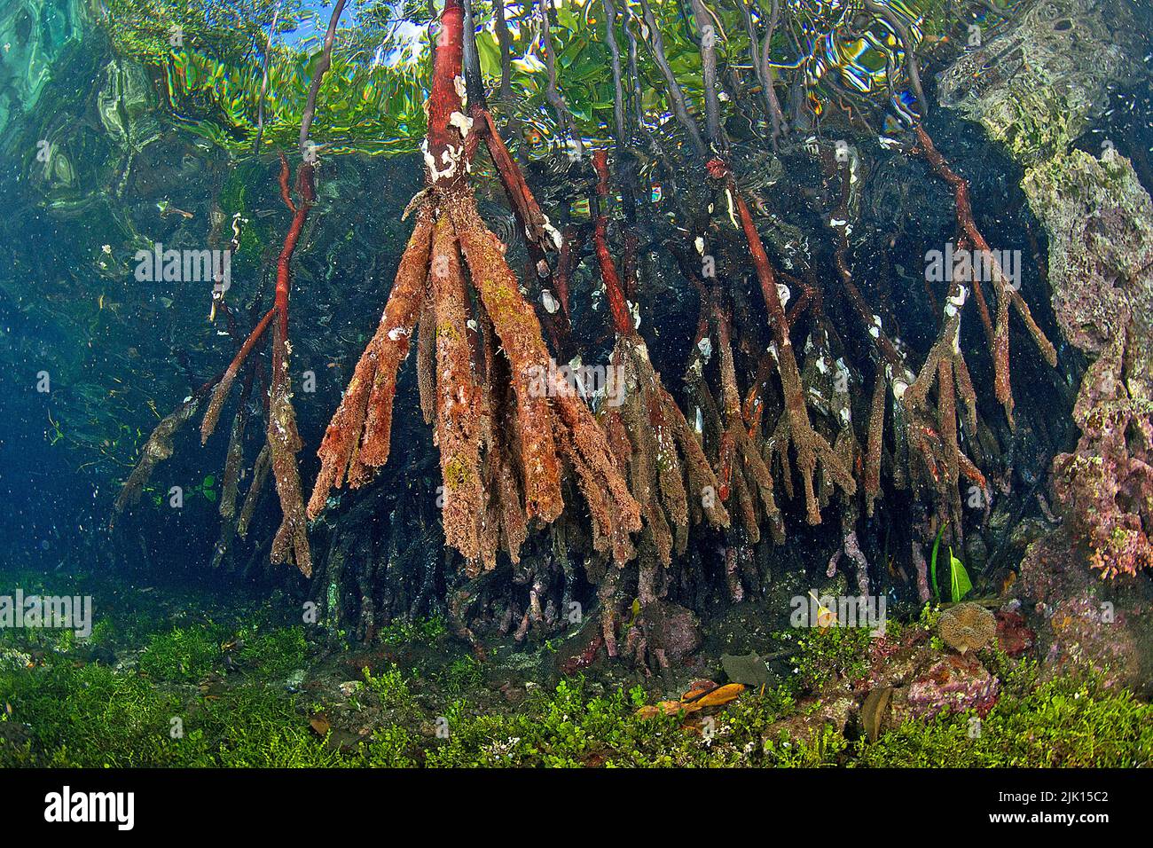 Rote Mangroven (Rhizophora Mangle), Mangroven sind weltweit geschützt, Russel-Inseln, Salomonen, Pazifischer Ozean Stockfoto