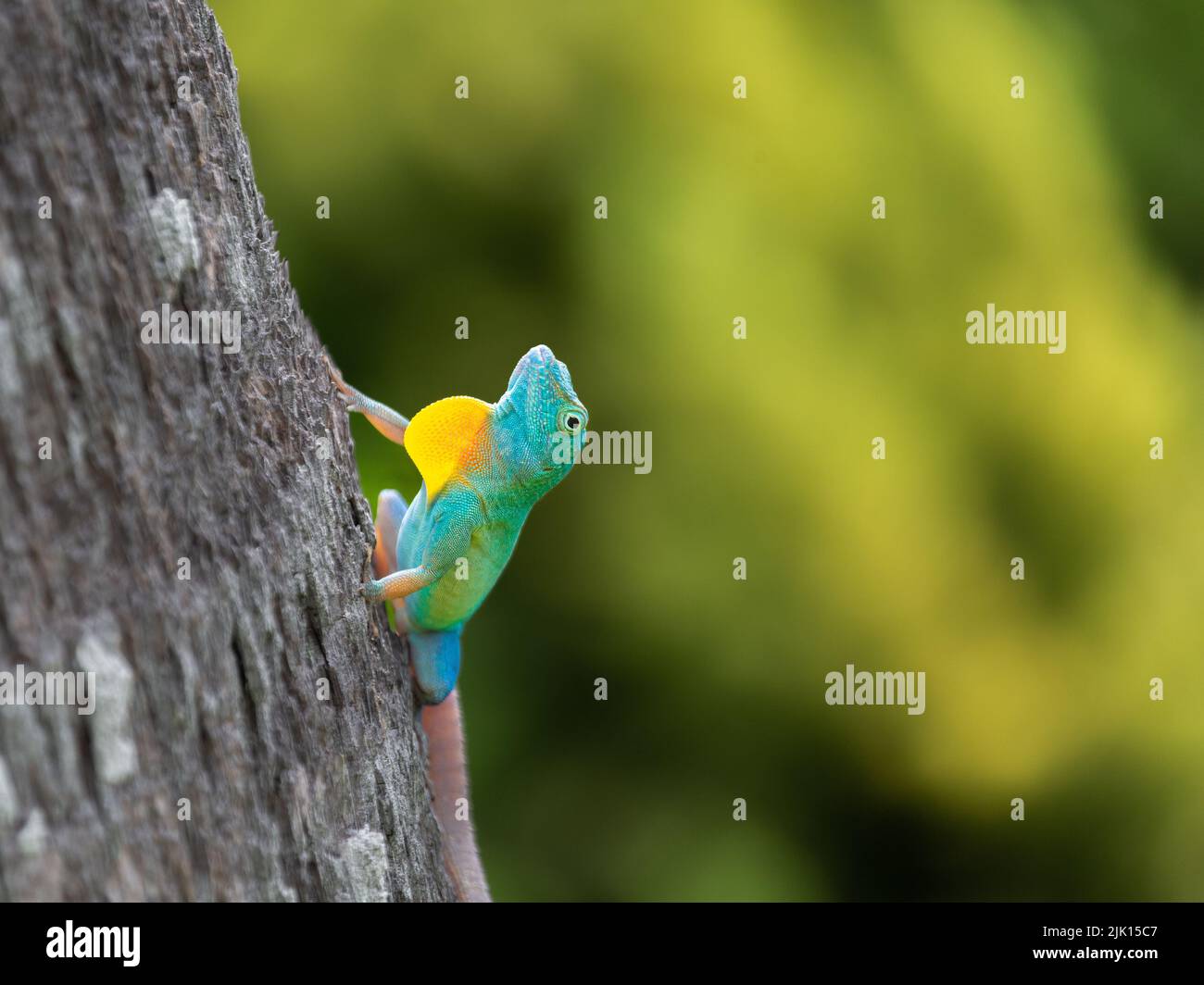 Männliche jamaikanische Anole Lizard (Anolis Grahami) mit ausgestreckter Wamme, eingeführt auf Bermuda im Jahr 1905, um Fruchtfliegen, Bermuda, Atlantik, Mittelamerika zu essen Stockfoto