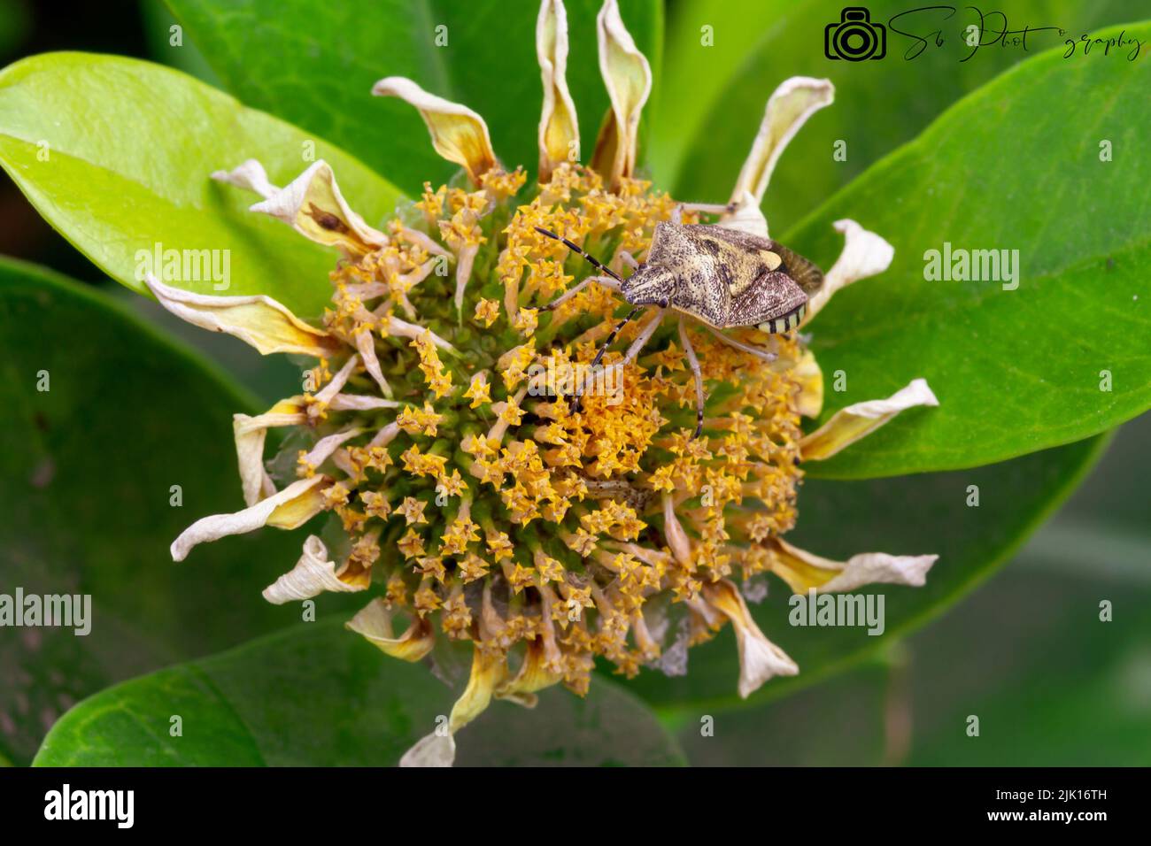 Ein Bug auf Flower Bud Stockfoto