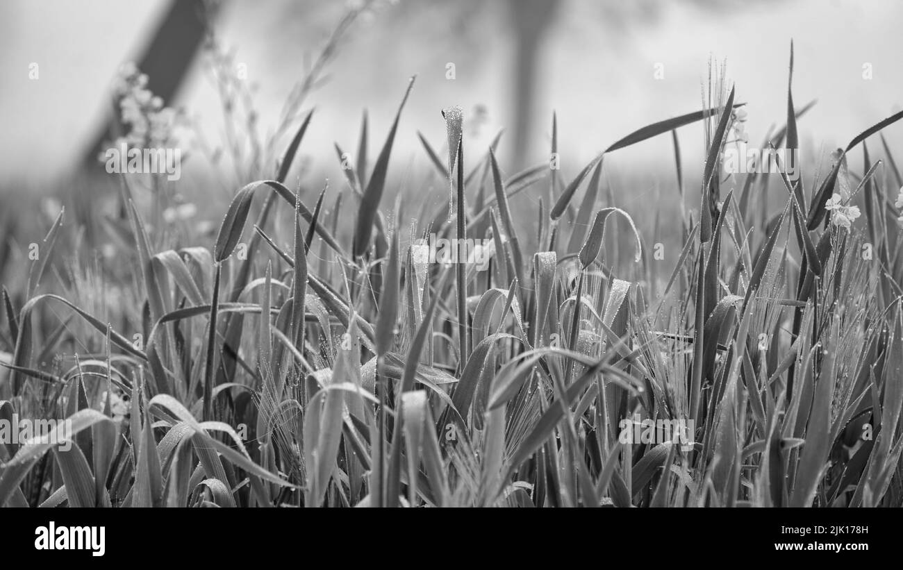 Schwarz-Weiß-Aufnahme, wunderschöne Natur Nahaufnahme Feldlandschaft mit Wassertröpfchen. Wassertropfen auf Weizenpflanzen. Stockfoto