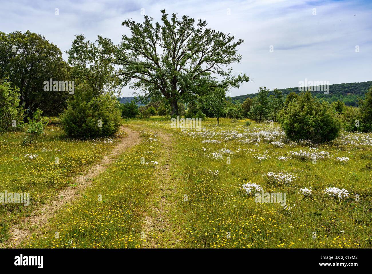Weg im Wald zwischen grünen Wiesen und wilden Blumen. Spanien Madrid. Stockfoto