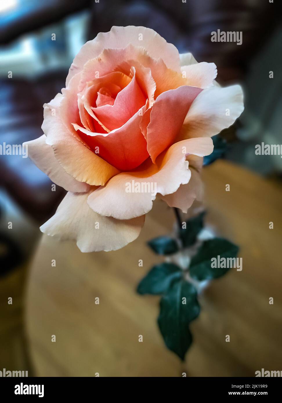 Cremefarbene Rose in Vase auf einem kleinen Tisch im Innenbereich. Stockfoto