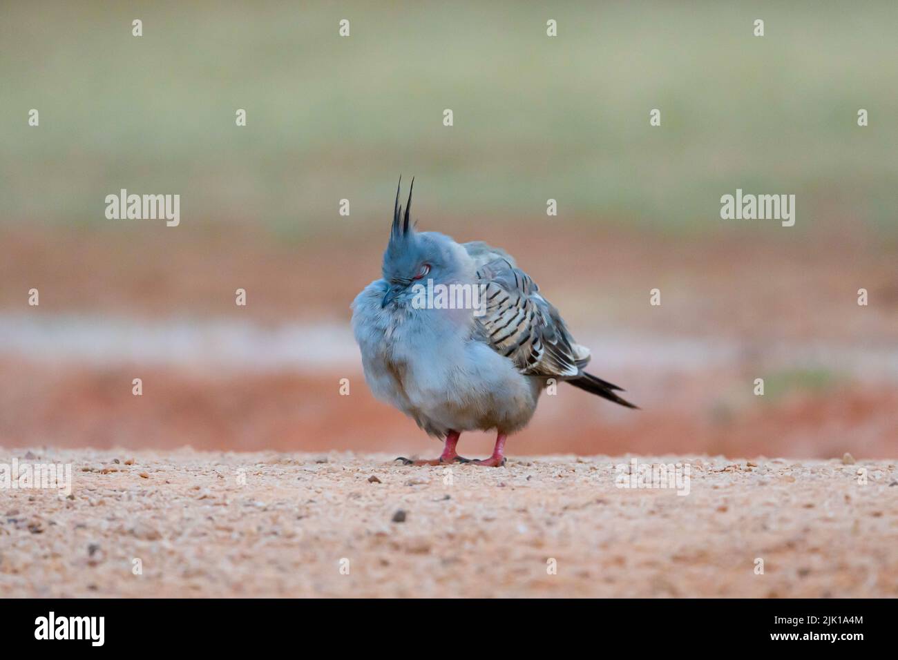 Eine Haubentaube genießt ein Nickerchen in Broome, Westaustralien Stockfoto