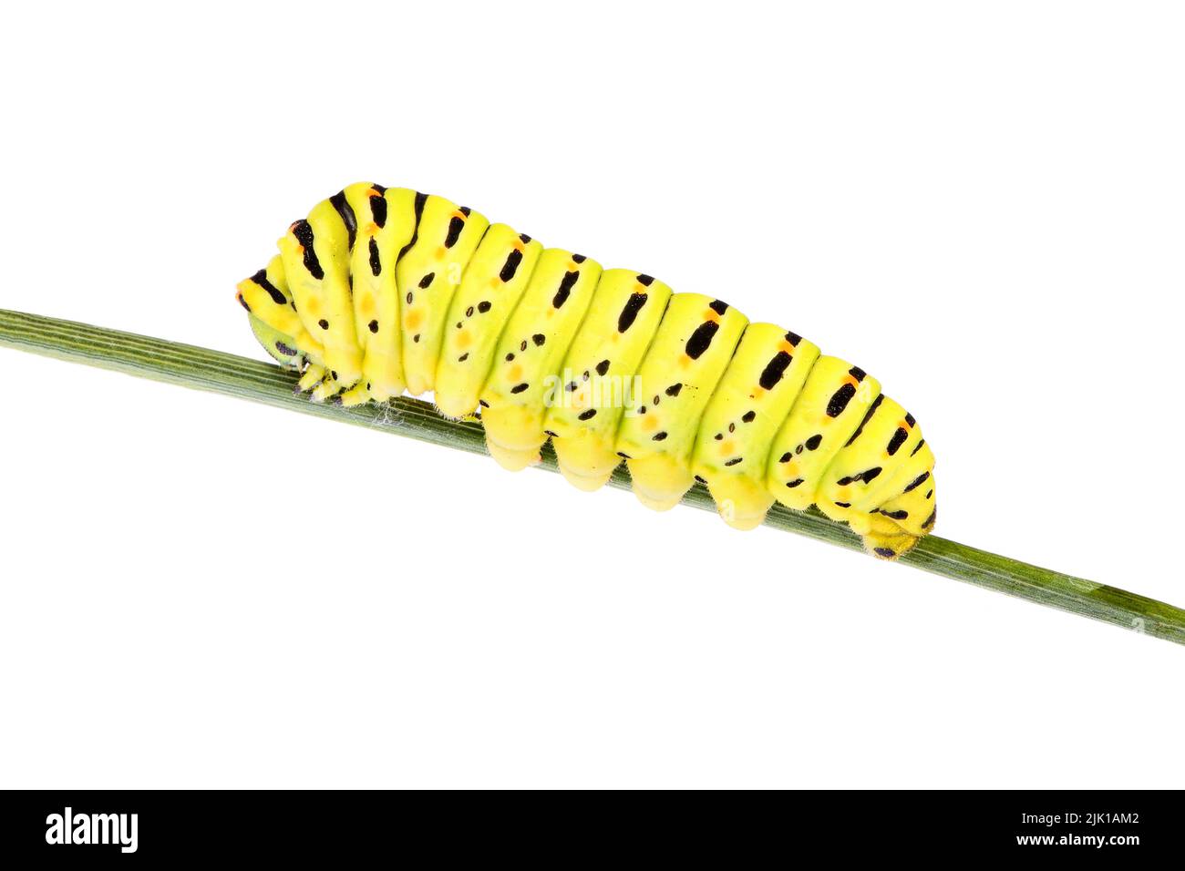 Extreme Nahaufnahme einer Schwalbenschwanz-Raupe (Papilio Machaon, Old World Swallowtail) auf einem Fenchelstiel, isoliert auf weißem Hintergrund Stockfoto