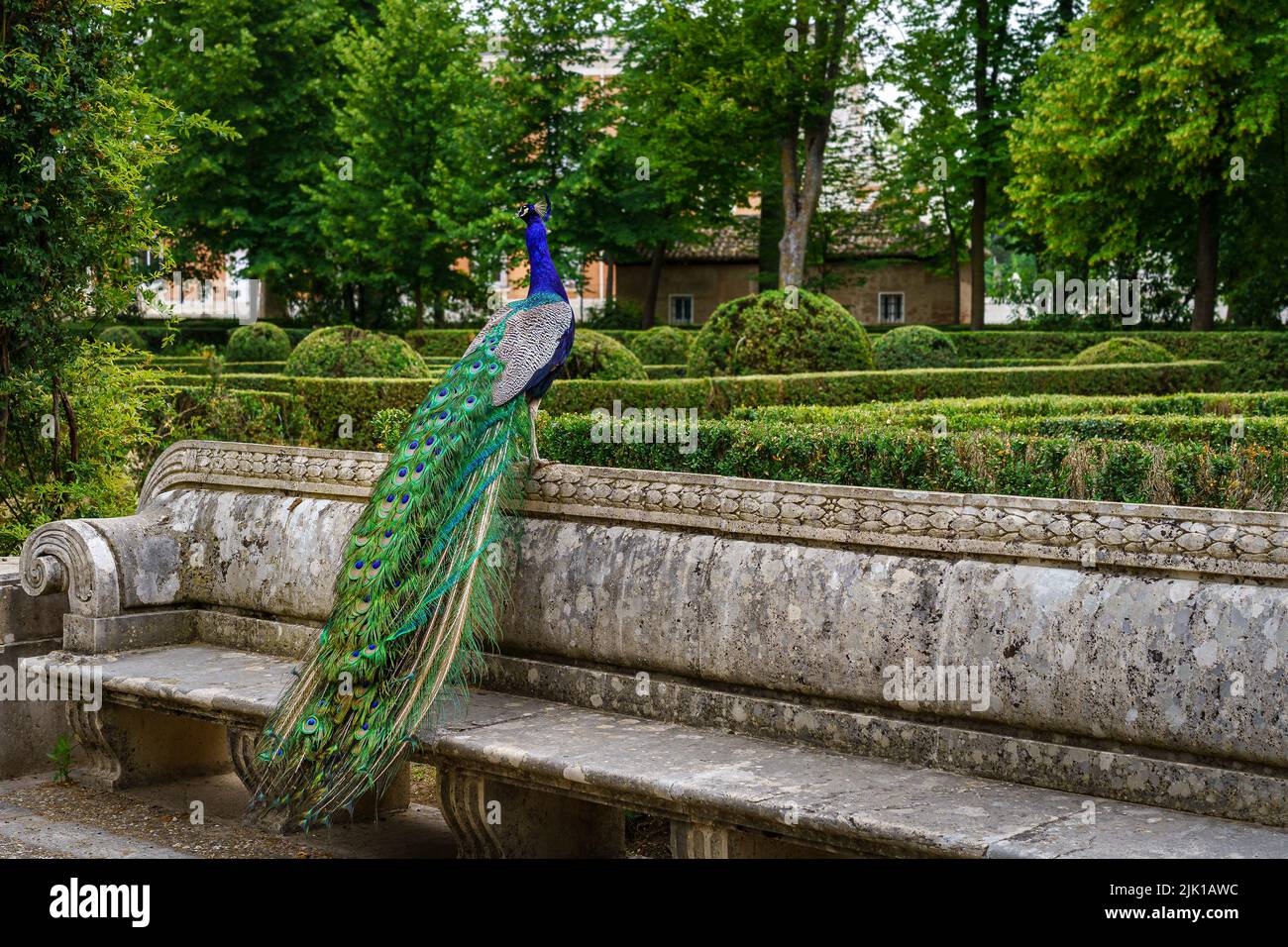 Der Pfau thront auf einer Bank in einem öffentlichen Park mit üppiger Vegetation. Aranjuez. Stockfoto
